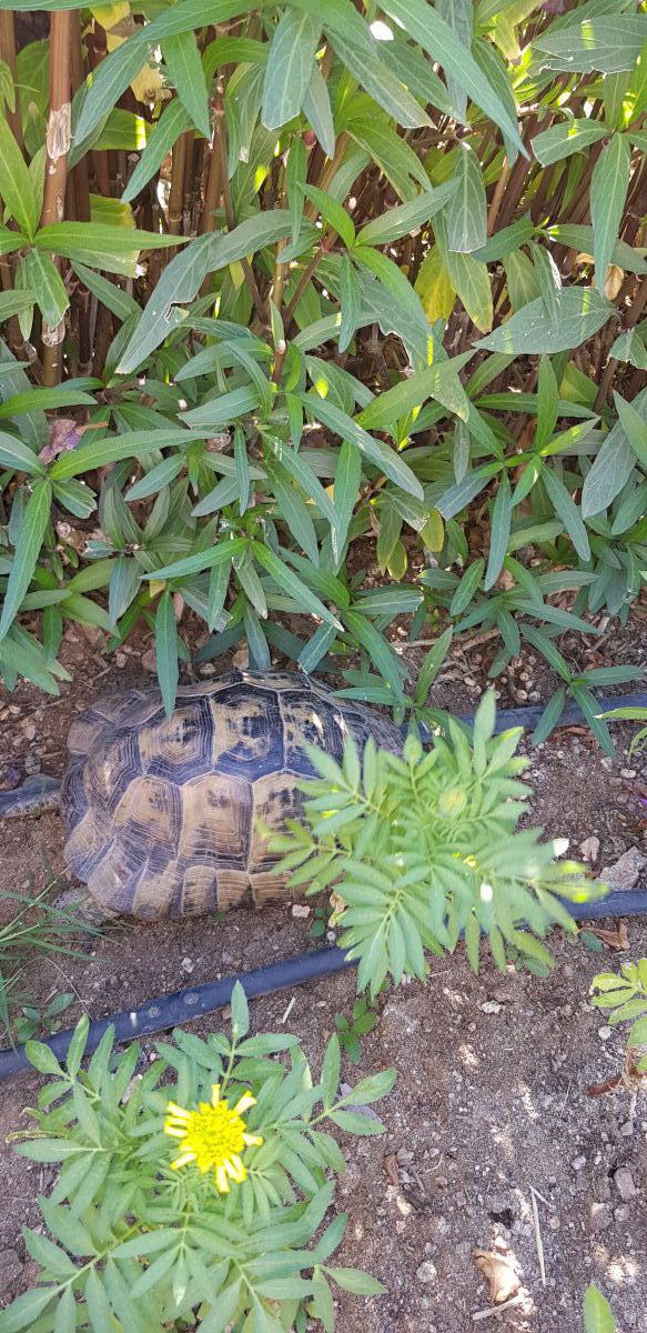 imagini hotel MEGASARAY 2021